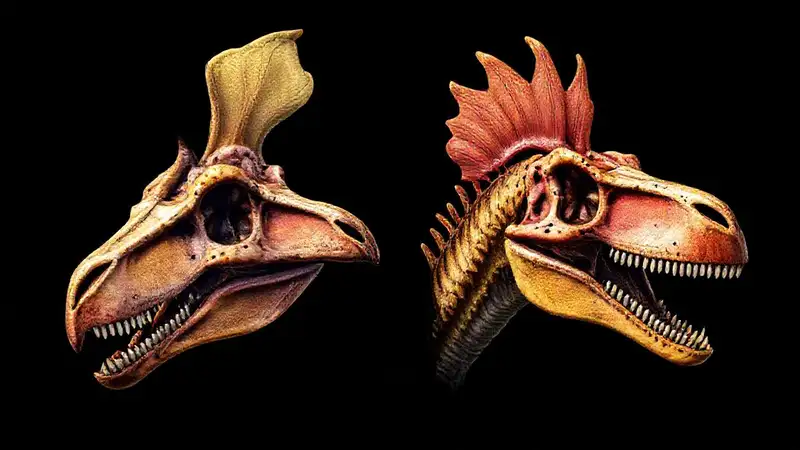 Lambeosaurus skulls display subtle