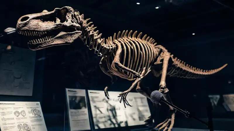 Here’s the concise sentence:A hadrosaur skeleton studies sound research