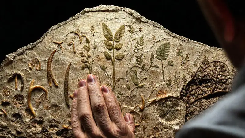 Researchers study ancient forest flora fossils