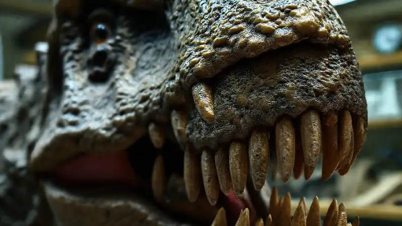 Detailed dinosaur teeth reveal scientific mystery