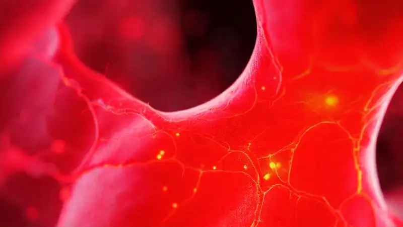 Here’s the single-sentence response:Detailed blood vessels reveal warm heat